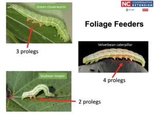 Foliage feeders